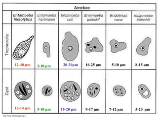 20-30µm3-10 µm12-40 µm 16-25 µm 5-10 µm 8-15 µm
12-14 µm 15-20 µm 9-17 µm3-10 µm 5-20 µm7-12 µm
http://www.infectiologie.org.tn
 