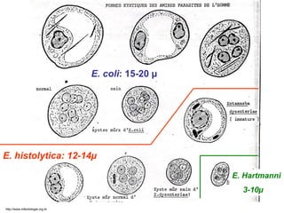 E. Hartmanni
3-10µ
E. histolytica: 12-14µ
E. coli: 15-20 µ
http://www.infectiologie.org.tn
 