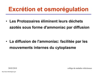 30/03/2010 collège de maladies infectieuses
Excrétion et osmorégulation
• Les Protozoaires éliminent leurs déchets
azotés sous forme d'ammoniac par diffusion
• La diffusion de l'ammoniac: facilitée par les
mouvements internes du cytoplasme
http://www.infectiologie.org.tn
 