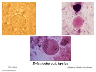 30/03/2010 collège de maladies infectieuses
Entamoeba coli: kystes
http://www.infectiologie.org.tn
 