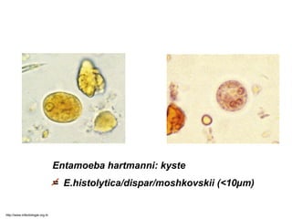 Entamoeba hartmanni: kyste
= E.histolytica/dispar/moshkovskii (<10µm)
http://www.infectiologie.org.tn
 