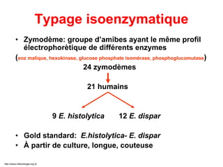 Typage isoenzymatique
• Zymodème: groupe d’amibes ayant le même profil
électrophorètique de différents enzymes
(enz malique, hexokinase, glucose phosphate isomérase, phosphoglucomutase)
24 zymodèmes
21 humains
9 E. histolytica 12 E. dispar
• Gold standard: E.histolytica- E. dispar
• À partir de culture, longue, couteuse
http://www.infectiologie.org.tn
 