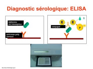 Diagnostic sérologique: ELISA
Adhésine
d’E.histolytica
anticorps poly
clonaux
conjugué
http://www.infectiologie.org.tn
 