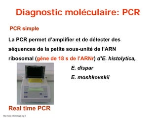 PCR simplePCR simple
La PCR permet d’amplifier et de détecter des
séquences de la petite sous-unité de l’ARN
ribosomal (gène de 18 s de l’ARNr) d’E. histolytica,
E. dispar
E. moshkovskii
Diagnostic moléculaire: PCR
Real time PCR
http://www.infectiologie.org.tn
 