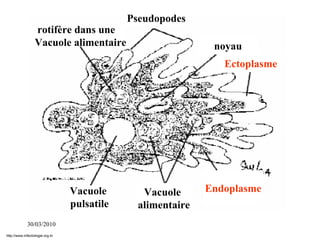 30/03/2010
EndoplasmeVacuole
alimentaire
Vacuole
pulsatile
Ectoplasme
noyau
Pseudopodes
rotifère dans une
Vacuole alimentaire
http://www.infectiologie.org.tn
 