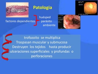 Patologia
huésped
factores dependientes parásito
ambiente
trofozoito se multiplica
Traspasan muscular y submucosa
Destruyen los tejidos hasta producir
ulceraciones superficiales y profundas o
perforaciones
 
