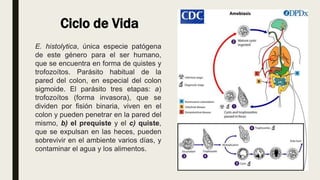 Ciclo de Vida
E. histolytica, única especie patógena
de este género para el ser humano,
que se encuentra en forma de quistes y
trofozoítos. Parásito habitual de la
pared del colon, en especial del colon
sigmoide. El parásito tres etapas: a)
trofozoítos (forma invasora), que se
dividen por fisión binaria, viven en el
colon y pueden penetrar en la pared del
mismo, b) el prequiste y el c) quiste,
que se expulsan en las heces, pueden
sobrevivir en el ambiente varios días, y
contaminar el agua y los alimentos.
 