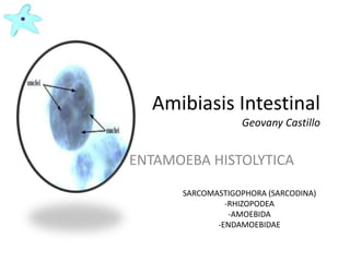 Amibiasis Intestinal
Geovany Castillo
ENTAMOEBA HISTOLYTICA
SARCOMASTIGOPHORA (SARCODINA)
-RHIZOPODEA
-AMOEBIDA
-ENDAMOEBIDAE
 
