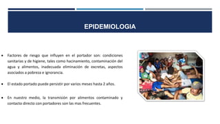  Factores de riesgo que influyen en el portador son: condiciones
sanitarias y de higiene, tales como hacinamiento, contaminación del
agua y alimentos, inadecuada eliminación de excretas, aspectos
asociados a pobreza e ignorancia.
 El estado portado puede persistir por varios meses hasta 2 años.
 En nuestro medio, la transmisión por alimentos contaminado y
contacto directo con portadores son las mas frecuentes.
EPIDEMIOLOGIA
 