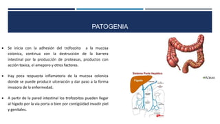 Se inicia con la adhesión del trofozoito a la mucosa
colonica, continua con la destrucción de la barrera
intestinal por la producción de proteasas, productos con
acción toxica, el ameporo y otros factores.
 Hay poca respuesta inflamatoria de la mucosa colonica
donde se puede producir ulceración y dar paso a la forma
invasora de la enfermedad.
 A partir de la pared intestinal los trofozoitos pueden llegar
al hígado por la via porta o bien por contigüidad invadir piel
y genitales.
PATOGENIA
 