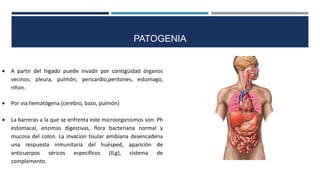 PATOGENIA
 A partir del hígado puede invadir por contigüidad órganos
vecinos; pleura, pulmón, pericardio,peritones, estomago,
riñon.
 Por via hematógena (cerebro, bazo, pulmón)
 La barreras a la que se enfrenta este microorganismos son: Ph
estomacal, enzimas digestivas, flora bacteriana normal y
mucosa del colon. La invacion tisular amibiana desencadena
una respuesta inmunitaria del huésped, aparición de
anticuerpos séricos específicos (ILg), sistema de
complemento.
 
