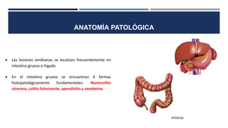 ANATOMÍA PATOLÓGICA
 Las lesiones amibianas se localizan frecuentemente en
intestino grueso e hígado
 En el intestino grueso se encuentran 4 formas
histopatológicamente fundamentales: Rectocolitis
ulcerosa, colitis fulminante, apendicitis y ameboma.
 