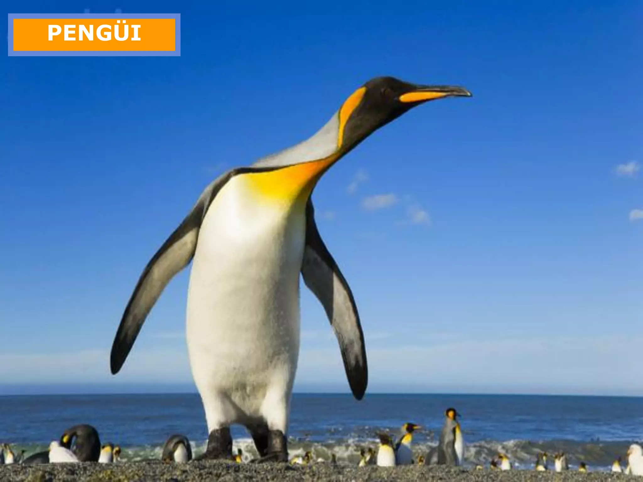 Amic Pengui | PPT