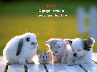 Invita
I propri amici a
conoscersi tra loro

 