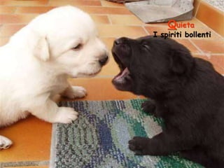 Quieta

I spiriti bollenti

 