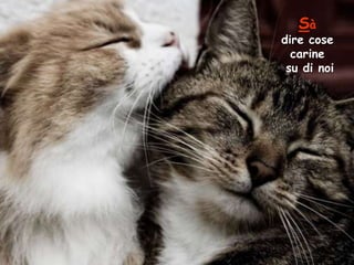 Sà

dire cose
carine
su di noi

 