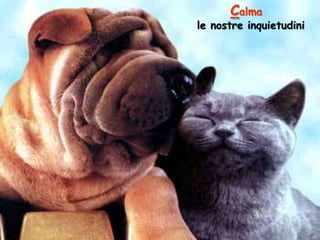 Calma

le nostre inquietudini

 