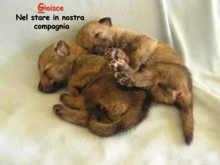 Gioisce

Nel stare in nostra
compagnia

 