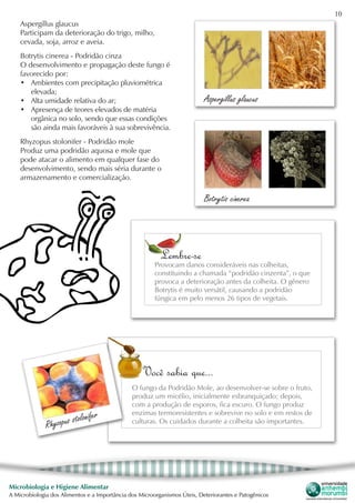 10
Microbiologia e Higiene Alimentar
A Microbiologia dos Alimentos e a Importância dos Microorganismos Úteis, Deteriorantes e Patogênicos
Aspergillus glaucus
Aspergillus glaucus
Participam da deterioração do trigo, milho,
cevada, soja, arroz e aveia.
Botrytis cinerea - Podridão cinza
O desenvolvimento e propagação deste fungo é
favorecido por:
•	 Ambientes com precipitação pluviométrica
elevada;
•	 Alta umidade relativa do ar;
•	 Apresença de teores elevados de matéria
orgânica no solo, sendo que essas condições
são ainda mais favoráveis à sua sobrevivência.
Lembre-se
Provocam danos consideráveis nas colheitas,
constituindo a chamada “podridão cinzenta”, o que
provoca a deterioração antes da colheita. O gênero
Botrytis é muito versátil, causando a podridão
fúngica em pelo menos 26 tipos de vegetais.
Botrytis cinerea
Rhyzopus stolonifer - Podridão mole
Produz uma podridão aquosa e mole que
pode atacar o alimento em qualquer fase do
desenvolvimento, sendo mais séria durante o
armazenamento e comercialização.
Você sabia que...
O fungo da Podridão Mole, ao desenvolver-se sobre o fruto,
produz um micélio, inicialmente esbranquiçado; depois,
com a produção de esporos, fica escuro. O fungo produz
enzimas termoresistentes e sobrevive no solo e em restos de
culturas. Os cuidados durante a colheita são importantes.
Rhyzopus stolonifer
 