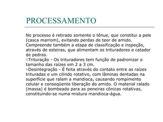 PROCESSAMENTO
No processo é retirado somente o tênue, que constitui a pele
(casca marrom), evitando perdas de teor de amido.
Compreende também a etapa de classificação e inspeção,
através de esteiras, que alimentam os trituradores e catador
de pedras.
oTrituração - Os trituradores tem função de padronizar o
tamanho das raízes em 2 a 3 cm.
oDesintegração - É feita através do contato entre as raízes
trituradas e um cilindo rotativo, com lâminas dentadas na
superfície que ralam a mandioca, causando rompimento
celular e conseqüente liberação do amido. O material ralado
(massa) é bombeado para as peneiras cônicas rotativas,
constituindo-se numa mistura mandioca-água.
 