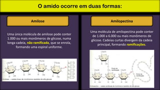 O amido ocorre em duas formas:
Amilose
Uma única molécula de amilose pode conter
1.000 ou mais monômeros de glicose, numa
longa cadeia, não ramificada, que se enrola,
formando uma espiral uniforme.

Amilopectina
Uma molécula de amilopectina pode conter
de 1.000 a 6.000 ou mais monômeros de
glicose. Cadeias curtas divergem da cadeia
principal, formando ramificações.

 