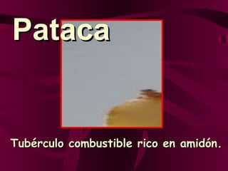 Tubérculo combustible rico en amidón. Pataca 