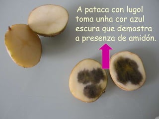 A pataca con lugol toma unha cor azul escura que demostra a presenza de amidón. 