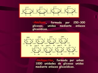 Amilosa ,  formada por 250-300 glicosas, unidas mediante enlaces glicosídicos. Amilopectina , formada por unhas 1000 unidades de glicosas unidas mediante enlaces glicosídicos.  