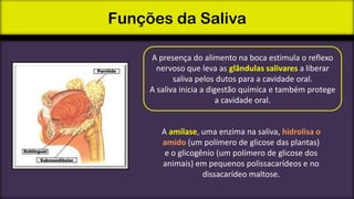 Funções da Saliva
A presença do alimento na boca estimula o reflexo
nervoso que leva as glândulas salivares a liberar
saliva pelos dutos para a cavidade oral.
A saliva inicia a digestão química e também protege
a cavidade oral.

A amilase, uma enzima na saliva, hidrolisa o
amido (um polímero de glicose das plantas)
e o glicogênio (um polímero de glicose dos
animais) em pequenos polissacarídeos e no
dissacarídeo maltose.

 
