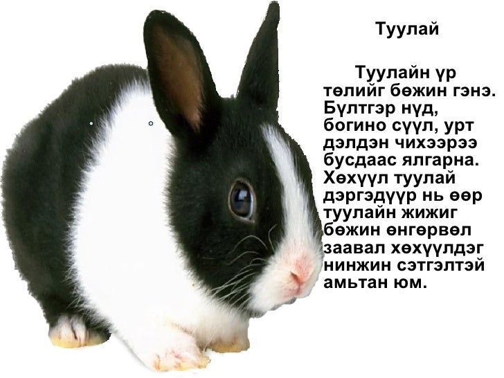 Amidralin orchin