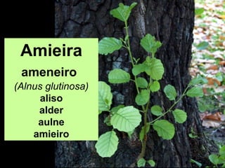Amieira
ameneiro
(Alnus glutinosa)
aliso
alder
aulne
amieiro
 