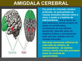 ONDE SE LOCALIZA ?
 A amígdala, esta estrutura em
forma de amêndoa, fica na
frente do hipocampo, onde fica
nossa memória,...