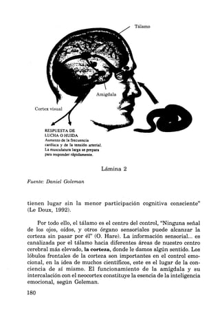 Aumento de la frecuencia
cardíaca y de la tensión arterial.
La musculatura larga se prepara
para responder rápidamente.
Lámina 2
Fuente: Daniel Goleman
tienen lugar sin la menor participación cognitiva consciente"
(Le Doux, 1992).
Por todo ello, el tálamo es el centro del control, "Ninguna señal
de los ojos, oídos, y otros órgano sensoriales puede alcanzar la
corteza sin pasar por él" (0. Hare). La información sensorial... es
canalizada por el tálamo hacia diferentes áreas de nuestro centro
cerebral más elevado, la corteza, donde le damos algún sentido. Los
lóbulos frontales de la corteza son importantes en el control emo-
cional, en la idea de muchos científicos, este es el lugar de la con-
ciencia de sí mismo. El funcionamiento de la amígdala y su
intercalación con el neocortex constituye la esencia de la inteligencia
emocional, según Goleman.
180
 