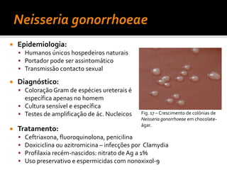 CorynebacteriumBastoneteGram +Aeróbias ou anaeróbias 	facultativasImóveis e catalase +Fermentam carbohidratos – subproduto: ác.lácticoAlgumas espécies precisam de suplementação de meios lipídicos para crescimento adequadoFig. 5 – Corynebacterium diphtheriae.