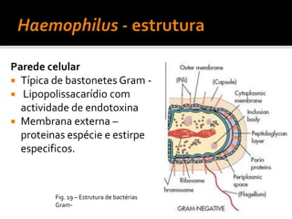 Corynebacterium - espéciesTabela 1 – Espécies de Corynebacterium associadas a doenças humanas.
