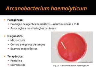 Imunização com toxóide diftérico