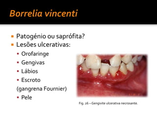 NeisseriagonorrhoeaeDiplococos Gram –Meios complexos: cistina, aa, purinas, pirimidinas, vitaminasAmbientes secos e AG prejudiciais35 – 37ºC + atmosfera húmida c/ CO2Oxidase e catalase +Produzem ácido pela oxidação da glicoseSuperfície externa:	Proteína PorBΒ-lactamaseFig. 16 – Coloração Gram de Neisseria gonorrhoeae.