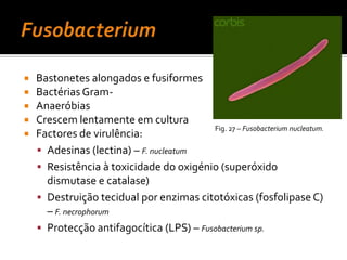 NeisseriagonorrhoeaeEpidemiologia:Humanos únicos hospedeiros naturaisPortador pode ser assintomáticoTransmissão contacto sexualDiagnóstico:Coloração Gram de espécies ureterais é 	específica apenas no homemCultura sensível e específicaTestes de amplificação de ác. NucleicosTratamento:Ceftriaxona, fluoroquinolona, penicilinaDoxiciclina ou azitromicina – infecções por  ClamydiaProfilaxia recém-nascidos: nitrato de Ag a 1%Uso preservativo e espermicidas com nonoxixol-9Fig. 17 – Crescimento de colónias de Neisseria gonorrhoeae em chocolate-ágar.