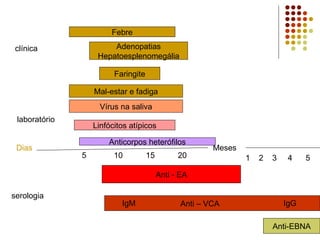 clínica
laboratório
Dias
serologia
5 10 15 20
Meses
1 2 3 4 5
Febre
Adenopatias
Hepatoesplenomegália
Faringite
Mal-estar e fadiga
Vírus na saliva
Linfócitos atípicos
Anticorpos heterófilos
Anti - EA
Anti – VCAIgM IgG
Anti-EBNA
 