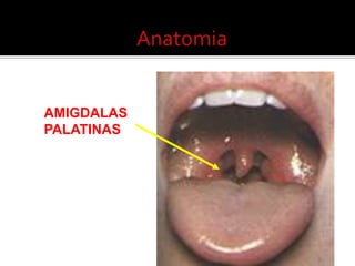 AnatomiaAMIGDALAS PALATINAS