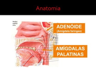 AnatomiaADENÓIDE (Amígdala faringea)AMÍGDALAS PALATINAS