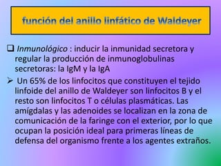  Inmunológico : inducir la inmunidad secretora y
regular la producción de inmunoglobulinas
secretoras: la IgM y la IgA
 Un 65% de los linfocitos que constituyen el tejido
linfoide del anillo de Waldeyer son linfocitos B y el
resto son linfocitos T o células plasmáticas. Las
amígdalas y las adenoides se localizan en la zona de
comunicación de la faringe con el exterior, por lo que
ocupan la posición ideal para primeras líneas de
defensa del organismo frente a los agentes extraños.
 
