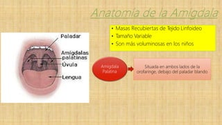 • Masas Recubiertas de Tejido Linfoideo
• T
amaño Variable
• Son más voluminosas en los niños
Amigdala
Palatina
Situada en ambos lados de la
orofaringe, debajo del paladar blando
 