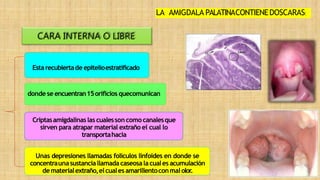 donde se encuentran15orificios quecomunican
Criptasamigdalinaslascualessoncomocanalesque
sirven para atrapar material extraño el cual lo
transportahacia
Unas depresiones llamadas folículos linfoides en donde se
concentraunasustanciallamadacaseosalacualesacumulación
dematerialextraño,elcualesamarillentoconmalolor
.
LA AMIGDALA PALATINACONTIENEDOSCARAS:
CARA INTERNA O LIBRE
Estarecubiertade epitelioestratificado
 