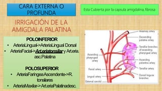 CARA EXTERNA O
PROFUNDA
Esta Cubierta por la capsula amigdalina, fibrosa
IRRIGACIÓN DE LA
AMIGDALA PALATINA
POLOINFERIOR
• ArteriaLingual->ArteriaLingual Dorsal
• ArteriaFacial->Art.eriatonsilaryArt.eria.
asc.Palatina
POLOSUPERIOR
• ArteriaFaríngeaAscendente->R.
tonsilares
• ArteriaMaxilar->Art.eriaPalatinadesc.
 