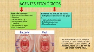 AGENTES ETIOLÓGICOS
Virus más comunes:
- Adenovirus (el más común)
- Rinovirus
- Herpes virus 1 y 2
- Virus parainfluenza
- Coxsakie
- Virus influenza A y B
-Virus Epstein Barr
Bacterias (10 20 % de los casos)
- Estreptococo b hemolítico del grupo
A
-Haemophulus influenzae
- Estafilococo aureus
- Moraxella catarral
ES IMPORTANTE RECLACAR QUE A
DIFERENCIA DE LA FARINGITIS QUE
GENERALMENTE ES BACTERIANA LA
AMIGDALITIS ES EN EL 80-90% DE
LOS CASOS TE TIPO VIRAL
 