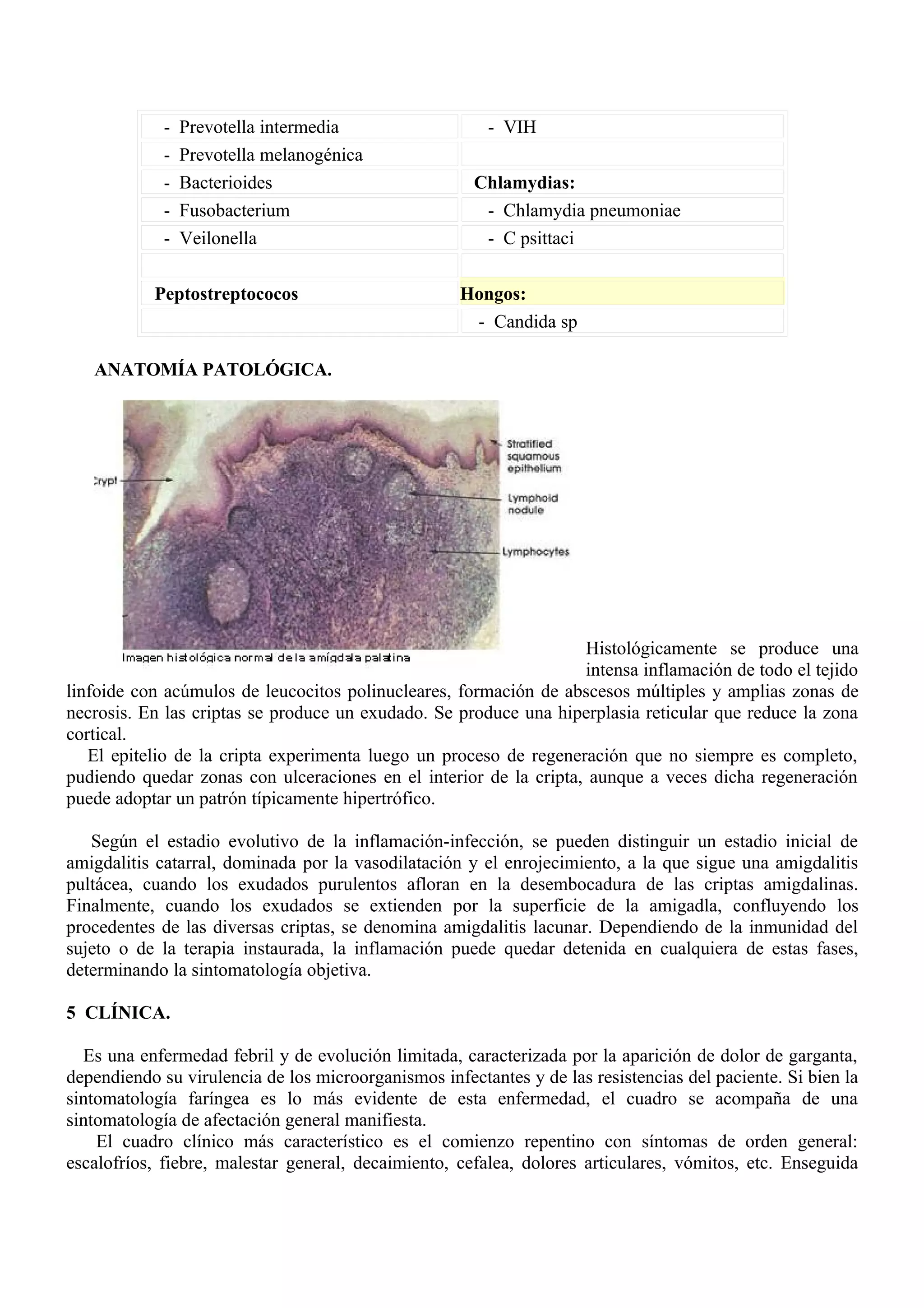 -   Prevotella intermedia                  - VIH
             -   Prevotella melanogénica
             -   Bacterioides                          Chlamydias:
             -   Fusobacterium                          - Chlamydia pneumoniae
             -   Veilonella                             - C psittaci

           Peptostreptococos                         Hongos:
                                                      - Candida sp

   ANATOMÍA PATOLÓGICA.




                                                                   Histológicamente se produce una
                                                                   intensa inflamación de todo el tejido
linfoide con acúmulos de leucocitos polinucleares, formación de abscesos múltiples y amplias zonas de
necrosis. En las criptas se produce un exudado. Se produce una hiperplasia reticular que reduce la zona
cortical.
   El epitelio de la cripta experimenta luego un proceso de regeneración que no siempre es completo,
pudiendo quedar zonas con ulceraciones en el interior de la cripta, aunque a veces dicha regeneración
puede adoptar un patrón típicamente hipertrófico.

   Según el estadio evolutivo de la inflamación-infección, se pueden distinguir un estadio inicial de
amigdalitis catarral, dominada por la vasodilatación y el enrojecimiento, a la que sigue una amigdalitis
pultácea, cuando los exudados purulentos afloran en la desembocadura de las criptas amigdalinas.
Finalmente, cuando los exudados se extienden por la superficie de la amigadla, confluyendo los
procedentes de las diversas criptas, se denomina amigdalitis lacunar. Dependiendo de la inmunidad del
sujeto o de la terapia instaurada, la inflamación puede quedar detenida en cualquiera de estas fases,
determinando la sintomatología objetiva.

5 CLÍNICA.

  Es una enfermedad febril y de evolución limitada, caracterizada por la aparición de dolor de garganta,
dependiendo su virulencia de los microorganismos infectantes y de las resistencias del paciente. Si bien la
sintomatología faríngea es lo más evidente de esta enfermedad, el cuadro se acompaña de una
sintomatología de afectación general manifiesta.
    El cuadro clínico más característico es el comienzo repentino con síntomas de orden general:
escalofríos, fiebre, malestar general, decaimiento, cefalea, dolores articulares, vómitos, etc. Enseguida
 