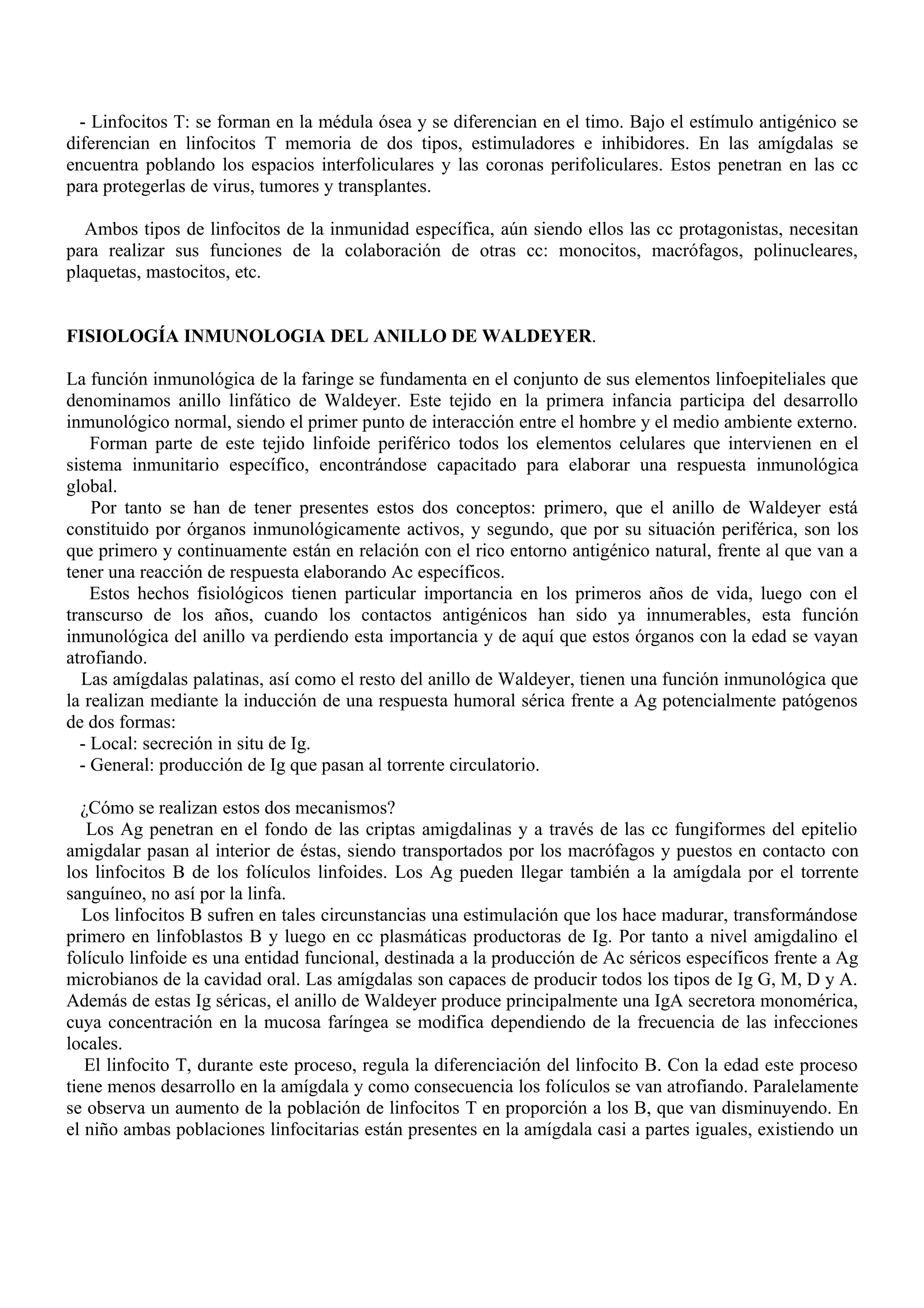 - Linfocitos T: se forman en la médula ósea y se diferencian en el timo. Bajo el estímulo antigénico se
diferencian en linfocitos T memoria de dos tipos, estimuladores e inhibidores. En las amígdalas se
encuentra poblando los espacios interfoliculares y las coronas perifoliculares. Estos penetran en las cc
para protegerlas de virus, tumores y transplantes.

  Ambos tipos de linfocitos de la inmunidad específica, aún siendo ellos las cc protagonistas, necesitan
para realizar sus funciones de la colaboración de otras cc: monocitos, macrófagos, polinucleares,
plaquetas, mastocitos, etc.


FISIOLOGÍA INMUNOLOGIA DEL ANILLO DE WALDEYER.

La función inmunológica de la faringe se fundamenta en el conjunto de sus elementos linfoepiteliales que
denominamos anillo linfático de Waldeyer. Este tejido en la primera infancia participa del desarrollo
inmunológico normal, siendo el primer punto de interacción entre el hombre y el medio ambiente externo.
    Forman parte de este tejido linfoide periférico todos los elementos celulares que intervienen en el
sistema inmunitario específico, encontrándose capacitado para elaborar una respuesta inmunológica
global.
    Por tanto se han de tener presentes estos dos conceptos: primero, que el anillo de Waldeyer está
constituido por órganos inmunológicamente activos, y segundo, que por su situación periférica, son los
que primero y continuamente están en relación con el rico entorno antigénico natural, frente al que van a
tener una reacción de respuesta elaborando Ac específicos.
    Estos hechos fisiológicos tienen particular importancia en los primeros años de vida, luego con el
transcurso de los años, cuando los contactos antigénicos han sido ya innumerables, esta función
inmunológica del anillo va perdiendo esta importancia y de aquí que estos órganos con la edad se vayan
atrofiando.
  Las amígdalas palatinas, así como el resto del anillo de Waldeyer, tienen una función inmunológica que
la realizan mediante la inducción de una respuesta humoral sérica frente a Ag potencialmente patógenos
de dos formas:
  - Local: secreción in situ de Ig.
  - General: producción de Ig que pasan al torrente circulatorio.

  ¿Cómo se realizan estos dos mecanismos?
   Los Ag penetran en el fondo de las criptas amigdalinas y a través de las cc fungiformes del epitelio
amigdalar pasan al interior de éstas, siendo transportados por los macrófagos y puestos en contacto con
los linfocitos B de los folículos linfoides. Los Ag pueden llegar también a la amígdala por el torrente
sanguíneo, no así por la linfa.
   Los linfocitos B sufren en tales circunstancias una estimulación que los hace madurar, transformándose
primero en linfoblastos B y luego en cc plasmáticas productoras de Ig. Por tanto a nivel amigdalino el
folículo linfoide es una entidad funcional, destinada a la producción de Ac séricos específicos frente a Ag
microbianos de la cavidad oral. Las amígdalas son capaces de producir todos los tipos de Ig G, M, D y A.
Además de estas Ig séricas, el anillo de Waldeyer produce principalmente una IgA secretora monomérica,
cuya concentración en la mucosa faríngea se modifica dependiendo de la frecuencia de las infecciones
locales.
   El linfocito T, durante este proceso, regula la diferenciación del linfocito B. Con la edad este proceso
tiene menos desarrollo en la amígdala y como consecuencia los folículos se van atrofiando. Paralelamente
se observa un aumento de la población de linfocitos T en proporción a los B, que van disminuyendo. En
el niño ambas poblaciones linfocitarias están presentes en la amígdala casi a partes iguales, existiendo un
 