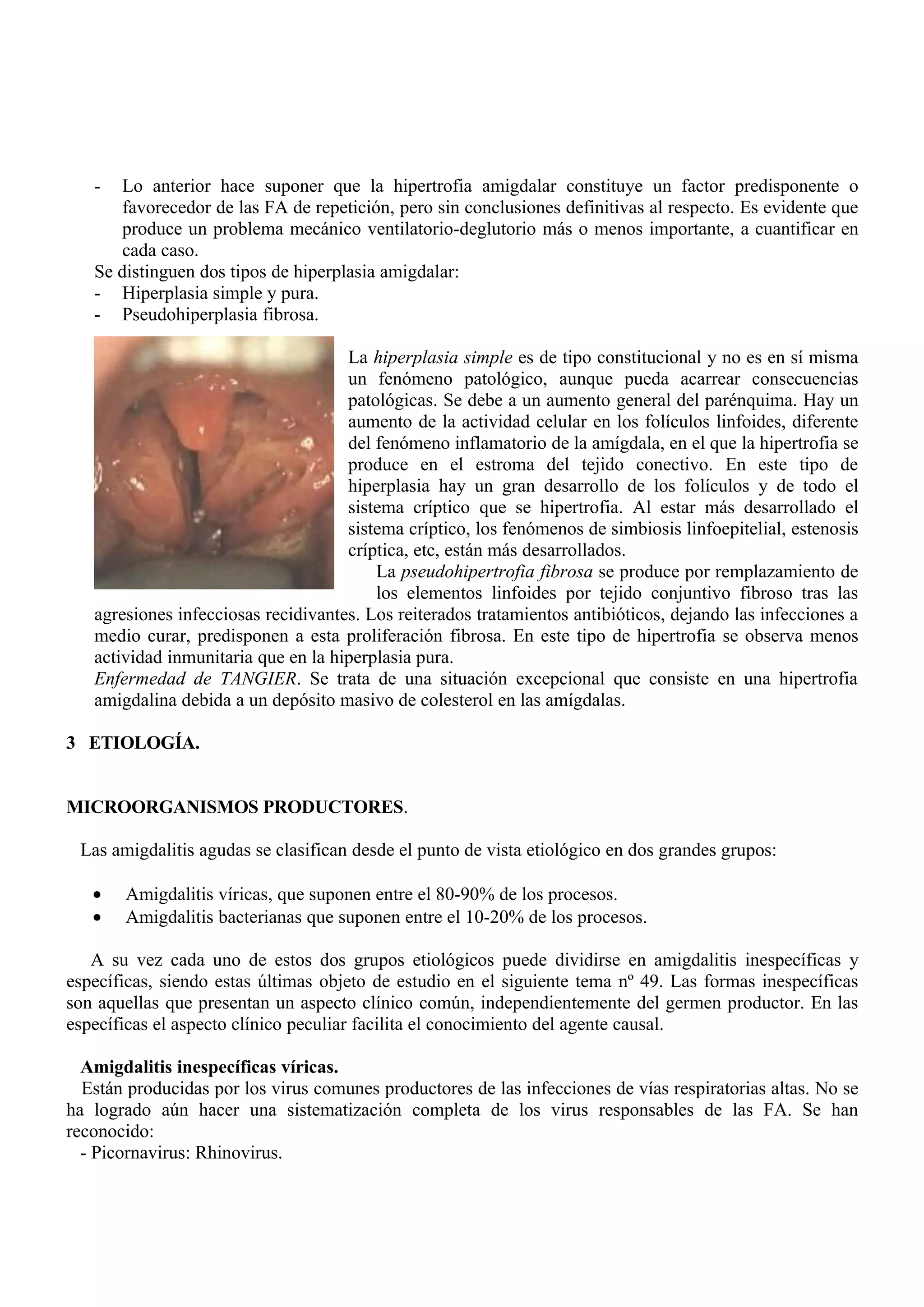 -   Lo anterior hace suponer que la hipertrofia amigdalar constituye un factor predisponente o
       favorecedor de las FA de repetición, pero sin conclusiones definitivas al respecto. Es evidente que
       produce un problema mecánico ventilatorio-deglutorio más o menos importante, a cuantificar en
       cada caso.
   Se distinguen dos tipos de hiperplasia amigdalar:
   - Hiperplasia simple y pura.
   - Pseudohiperplasia fibrosa.

                                     La hiperplasia simple es de tipo constitucional y no es en sí misma
                                     un fenómeno patológico, aunque pueda acarrear consecuencias
                                     patológicas. Se debe a un aumento general del parénquima. Hay un
                                     aumento de la actividad celular en los folículos linfoides, diferente
                                     del fenómeno inflamatorio de la amígdala, en el que la hipertrofia se
                                     produce en el estroma del tejido conectivo. En este tipo de
                                     hiperplasia hay un gran desarrollo de los folículos y de todo el
                                     sistema críptico que se hipertrofia. Al estar más desarrollado el
                                     sistema críptico, los fenómenos de simbiosis linfoepitelial, estenosis
                                     críptica, etc, están más desarrollados.
                                         La pseudohipertrofia fibrosa se produce por remplazamiento de
                                         los elementos linfoides por tejido conjuntivo fibroso tras las
   agresiones infecciosas recidivantes. Los reiterados tratamientos antibióticos, dejando las infecciones a
   medio curar, predisponen a esta proliferación fibrosa. En este tipo de hipertrofia se observa menos
   actividad inmunitaria que en la hiperplasia pura.
   Enfermedad de TANGIER. Se trata de una situación excepcional que consiste en una hipertrofia
   amigdalina debida a un depósito masivo de colesterol en las amígdalas.

3 ETIOLOGÍA.


MICROORGANISMOS PRODUCTORES.

 Las amigdalitis agudas se clasifican desde el punto de vista etiológico en dos grandes grupos:

   •   Amigdalitis víricas, que suponen entre el 80-90% de los procesos.
   •   Amigdalitis bacterianas que suponen entre el 10-20% de los procesos.

   A su vez cada uno de estos dos grupos etiológicos puede dividirse en amigdalitis inespecíficas y
específicas, siendo estas últimas objeto de estudio en el siguiente tema nº 49. Las formas inespecíficas
son aquellas que presentan un aspecto clínico común, independientemente del germen productor. En las
específicas el aspecto clínico peculiar facilita el conocimiento del agente causal.

  Amigdalitis inespecíficas víricas.
  Están producidas por los virus comunes productores de las infecciones de vías respiratorias altas. No se
ha logrado aún hacer una sistematización completa de los virus responsables de las FA. Se han
reconocido:
  - Picornavirus: Rhinovirus.
 
