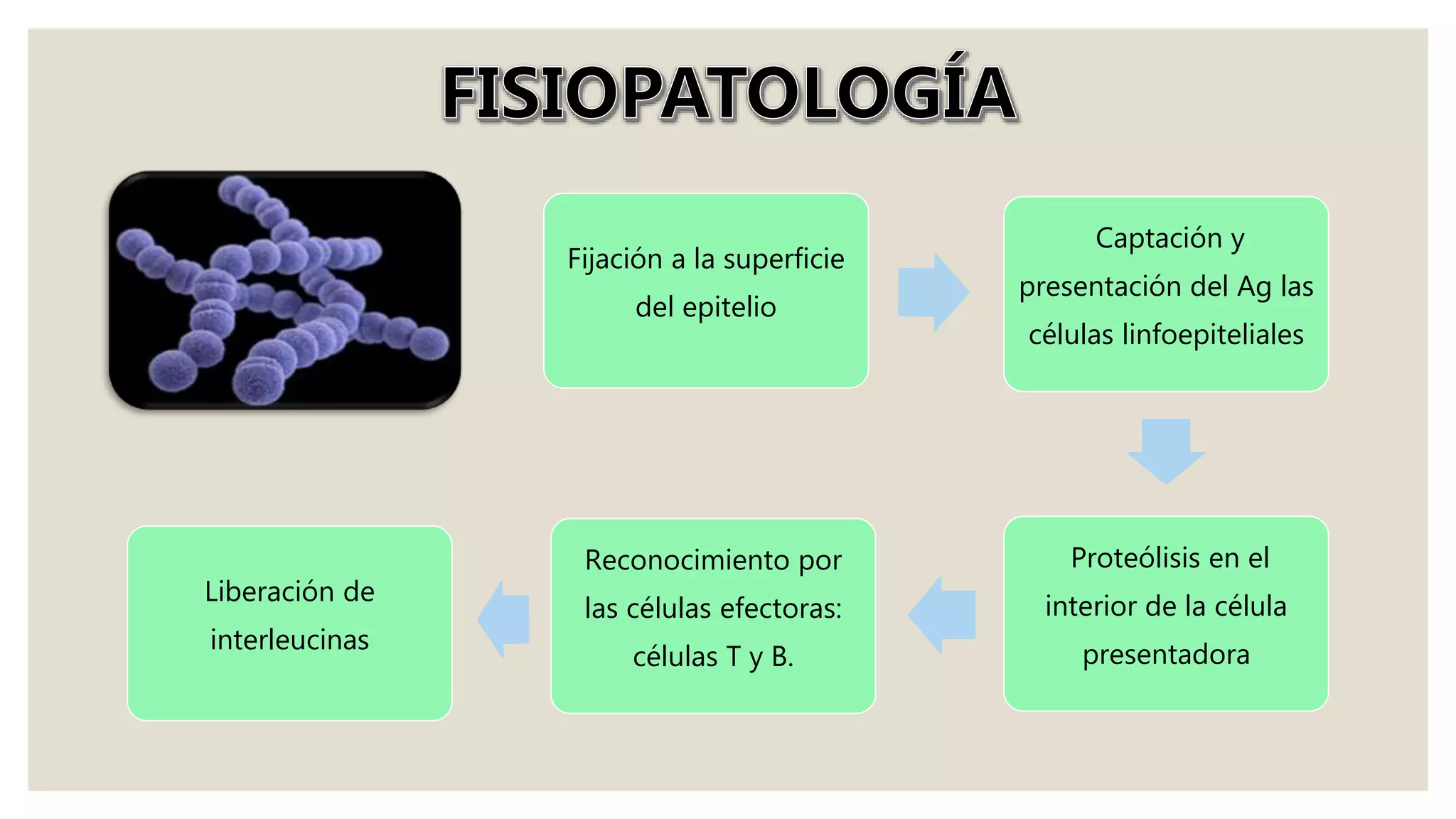 Fijación a la superficie
del epitelio
Captación y
presentación del Ag las
células linfoepiteliales
Proteólisis en el
interior de la célula
presentadora
Reconocimiento por
las células efectoras:
células T y B.
Liberación de
interleucinas
 